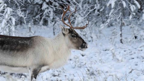 The Magic Reindeer's Magical Wardrobe: How They Stay Warm on Their Winter Journey